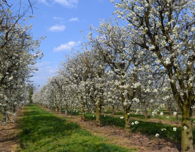 Měnič obrázků - fotografie