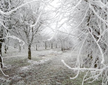 Měnič obrázků - fotografie